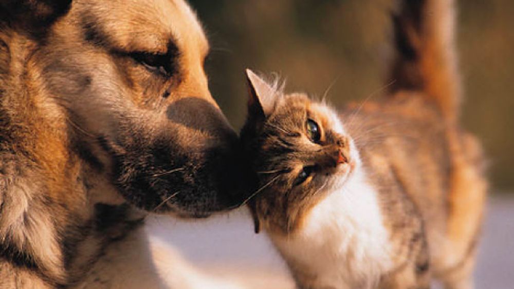 21032018 animali affezione