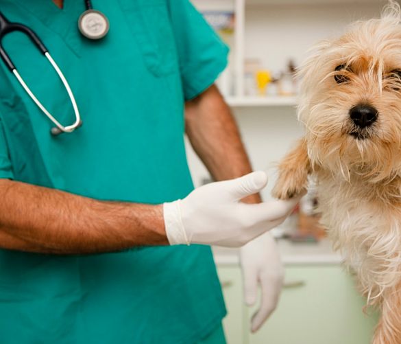 21042017 veterinario