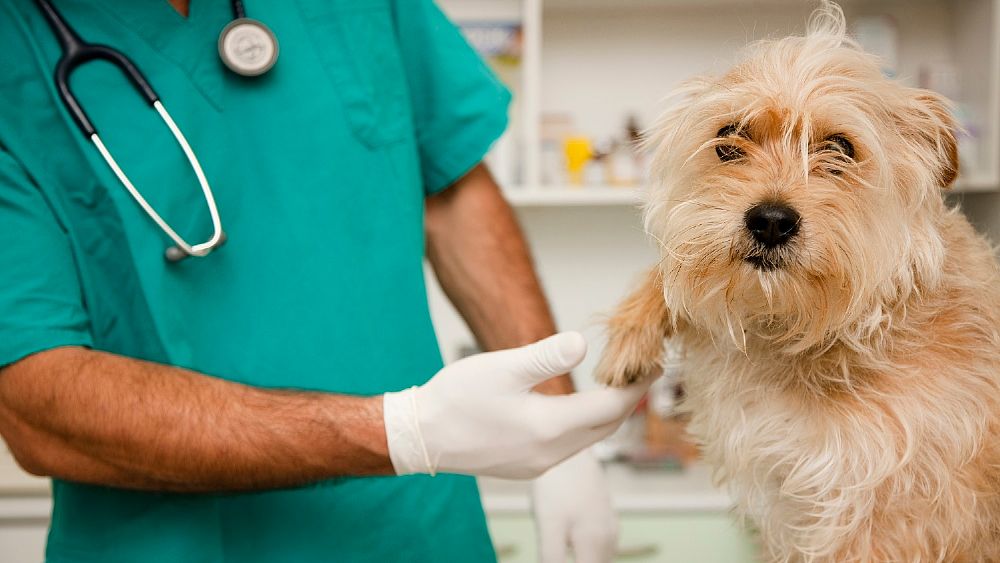 21042017 veterinario