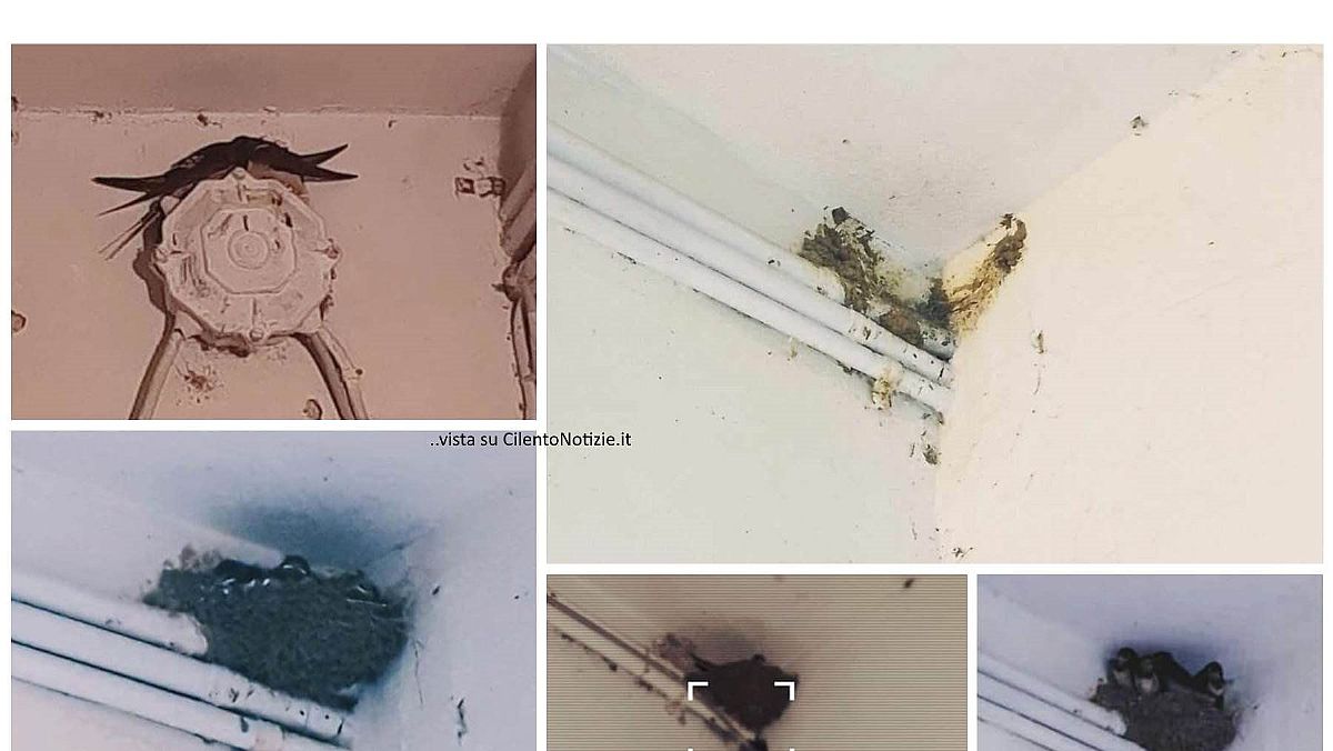 21042024 nido di rondini distrutto 21042024 nido di rondini distrutto