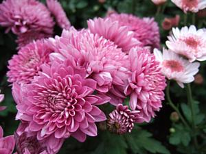 21042026 carsonpurple chrysanthemum 721850 1920