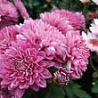 Spettacoli-eventi foto - 21042026 carsonpurple chrysanthemum 721850 1920