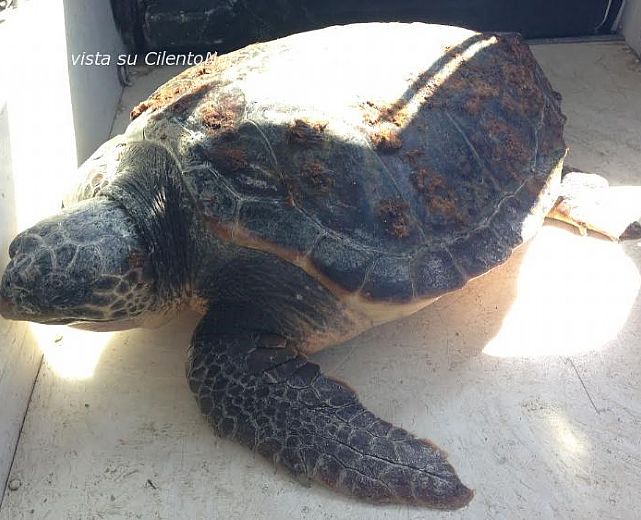 21052014 tartaruga castellabate