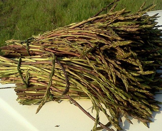 21052015 asparago selvatico