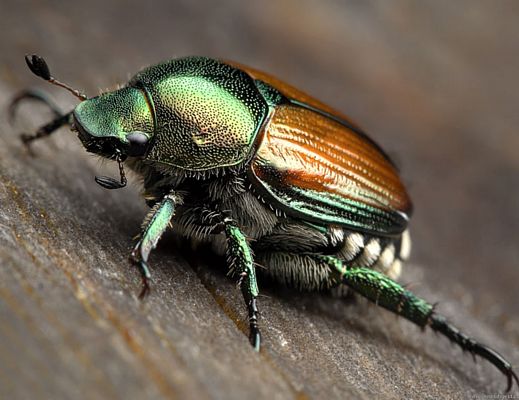 Paolo-Abbate foto - 21052015 popillia japonica