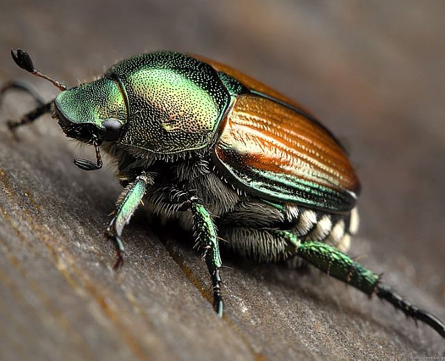 21052015 popillia japonica 21052015 popillia japonica