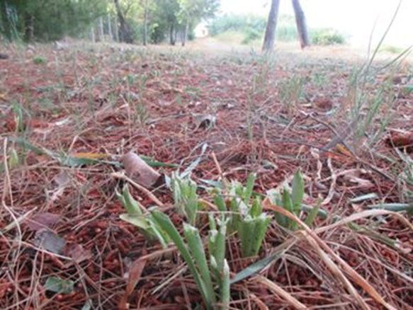 taglio giglio di mare