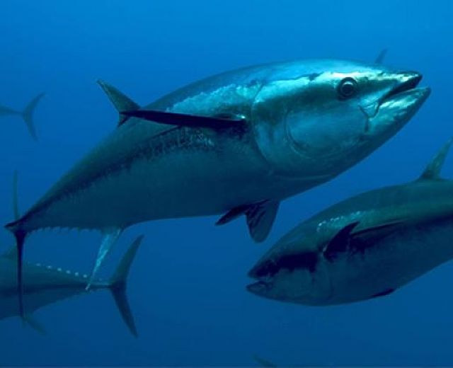 21062013 tonno rosso