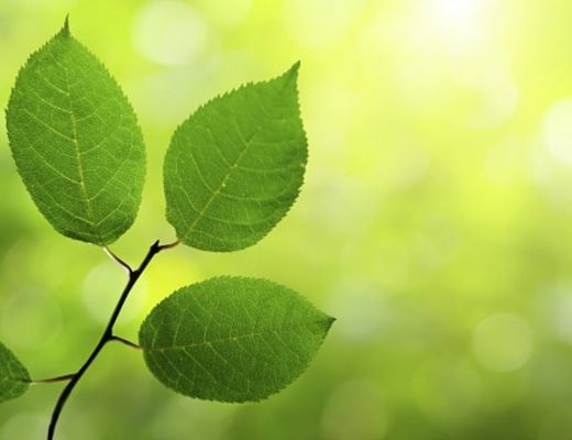 21062014 Green Procurement
