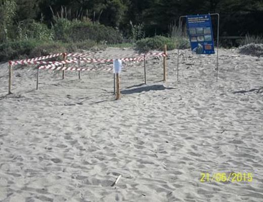 Paolo-Abbate foto - 21062015 tartaruga alla cala del cefalo cilento