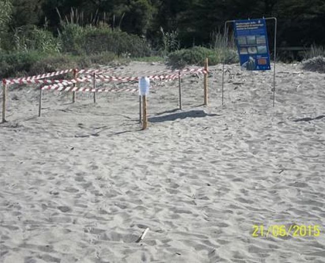 21062015 tartaruga alla cala del cefalo cilento 21062015 tartaruga alla cala del cefalo cilento