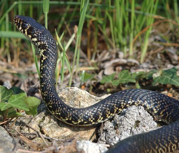 21062017 serpente