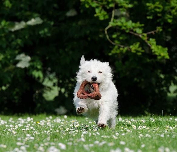21062019 cagnolino