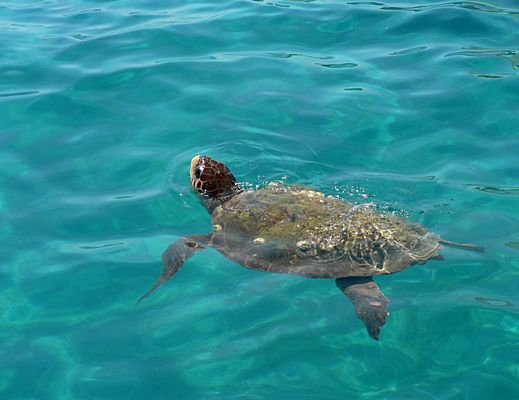 21072013 tartaruga caretta caretta 21072013 tartaruga caretta caretta