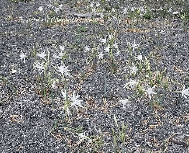 21072014 giglio di mare