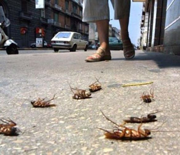 21072016 blatte e topi salerno