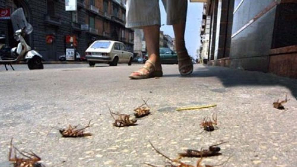 21072016 blatte e topi salerno