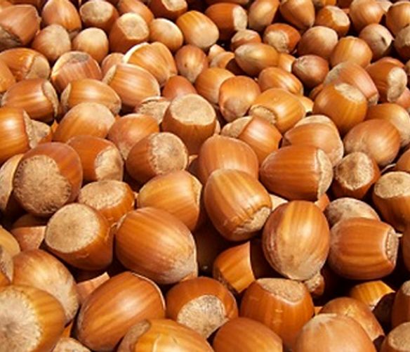 21082016 Sagra della nocciola