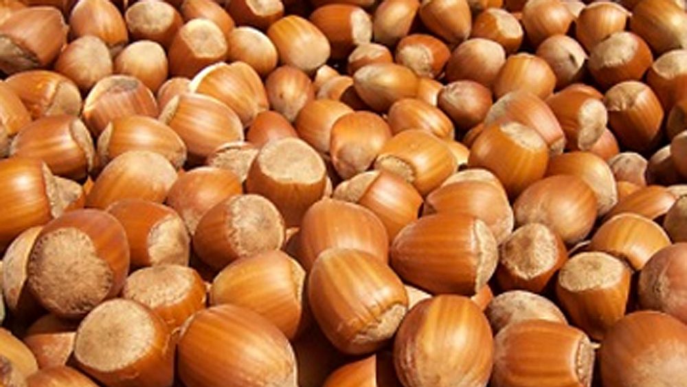 21082016 Sagra della nocciola