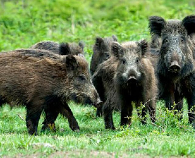 21092015 cinghiali in branco