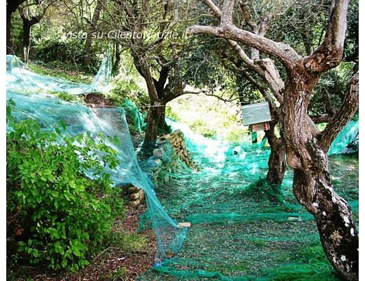 Marisa-Russo foto - 21102013 telo raccolta olive