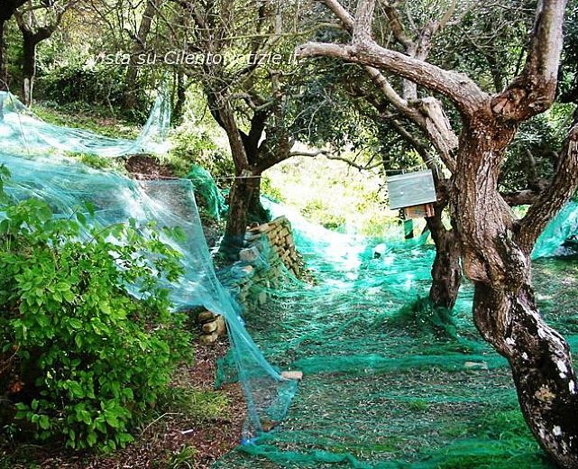 21102013 telo raccolta olive 21102013 telo raccolta olive