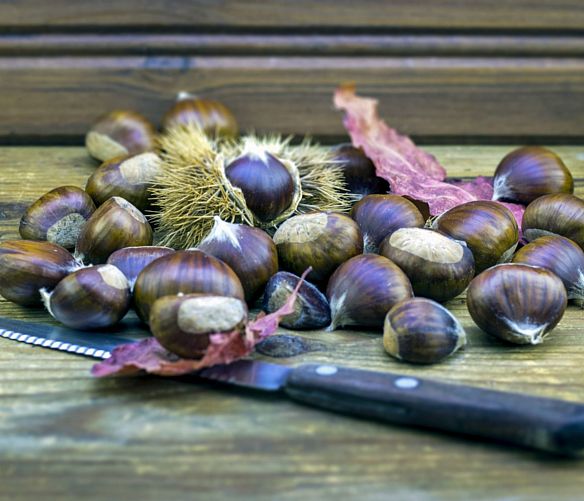 21102019 castagne