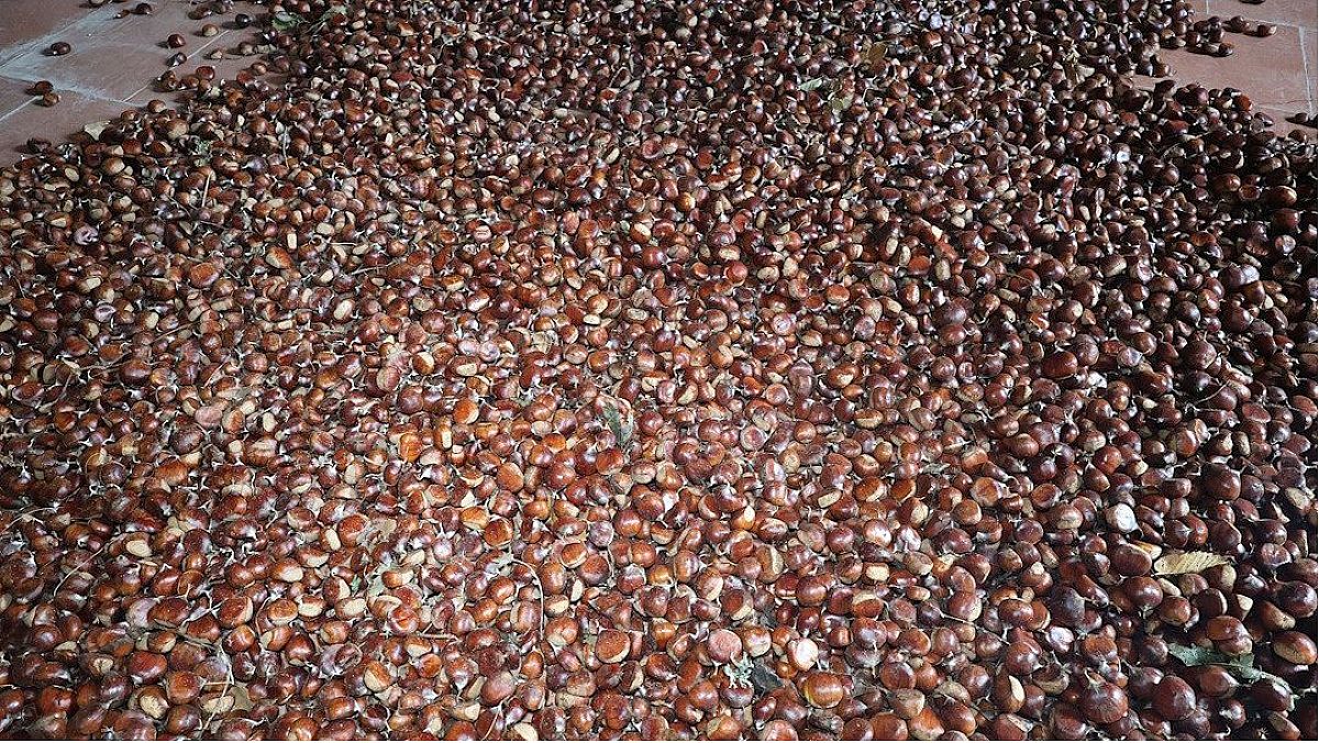 21102023 castagne di san rufo 2 21102023 castagne di san rufo 2