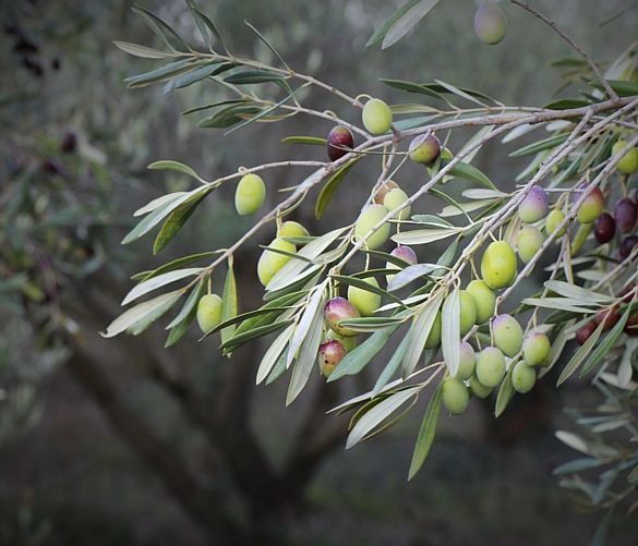 21112018 albero ulivo