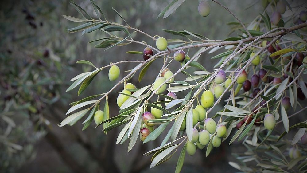 21112018 albero ulivo