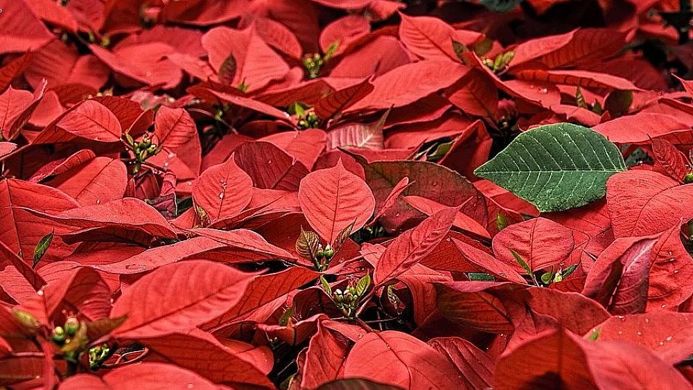 21112019 stelle di natale piante