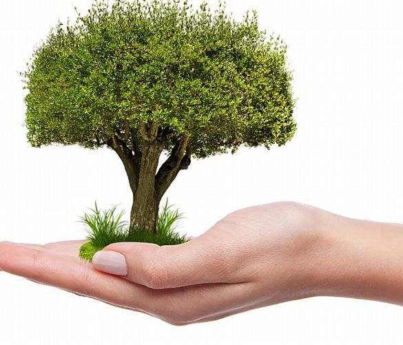 21112022 piantare albero e crescita