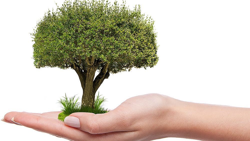 21112022 piantare albero e crescita