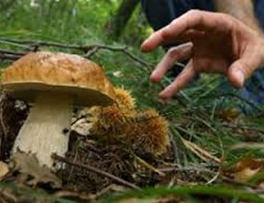 Paolo-Abbate foto - 21122014 funghi art abbate su