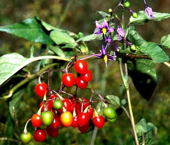 Marisa-Russo foto - 21122017 pianta solanum dulcamara