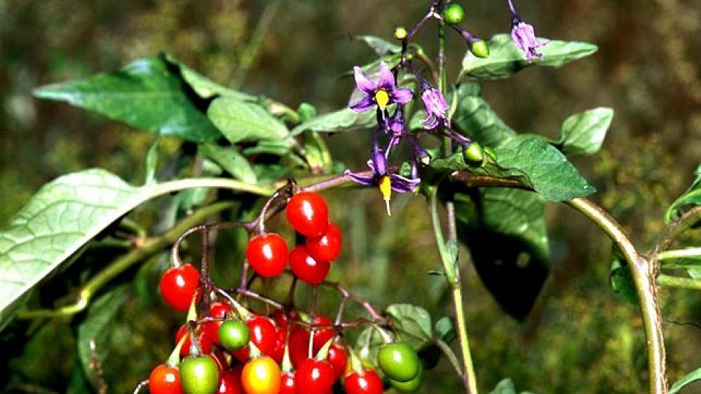 21122017 pianta solanum dulcamara 21122017 pianta solanum dulcamara