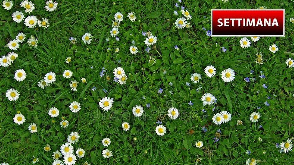 22012020 margherite in inverno