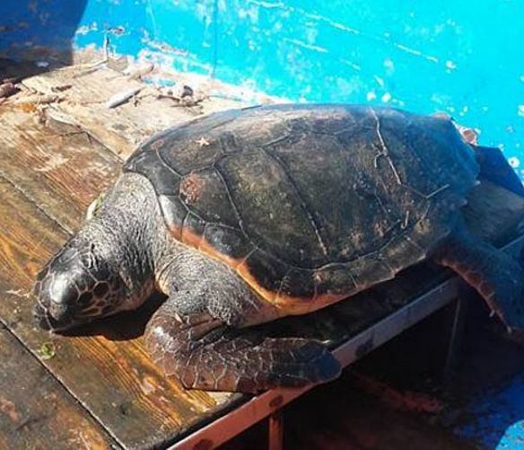 22022016 tartaruga salvata