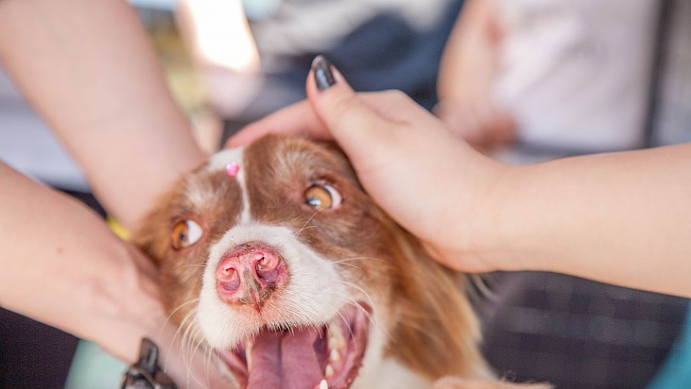22022019 adotta una cane