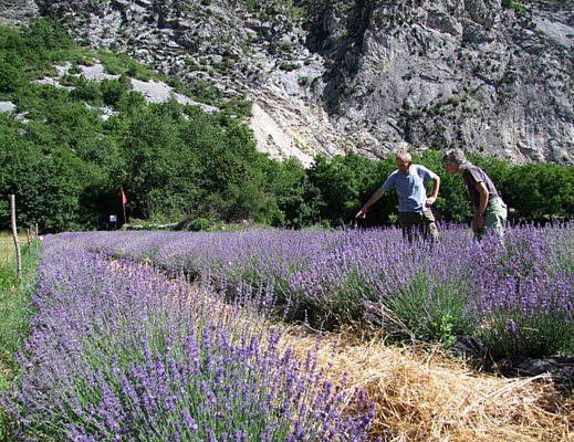 22032013 campo lavand