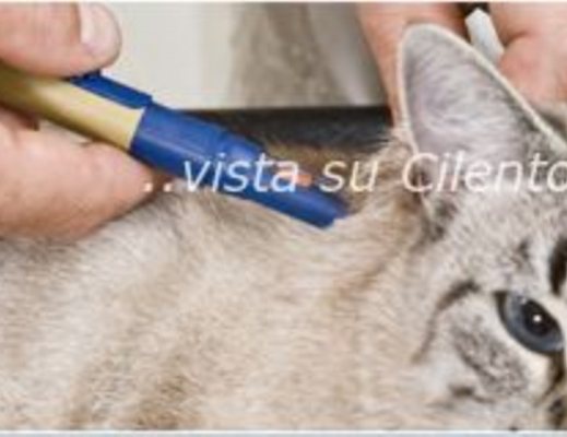 22032013 siringa diabete cane gatto iniezione