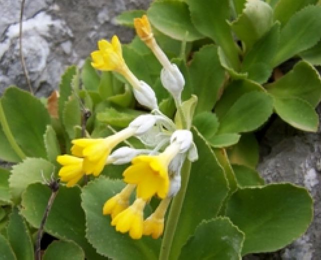 22032014 PrimulaPalinuri