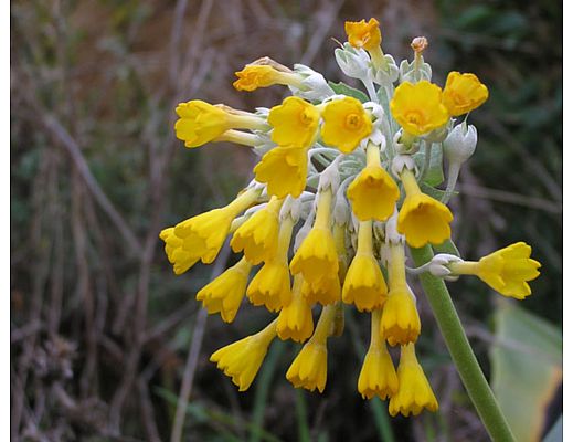 22032015 primula palinuri