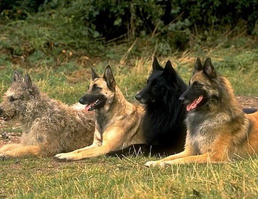 22042013 rassegna cinofila