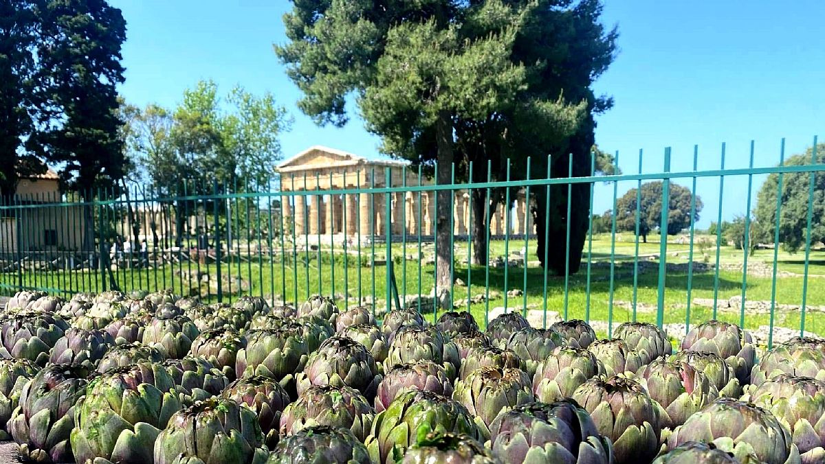 22042025 festa carciofo a paestum 22042025 festa carciofo a paestum