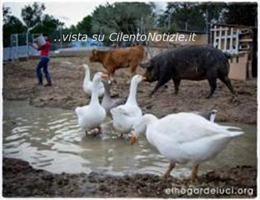 Paolo-Abbate foto - 22052013 fattoria degli animali 01