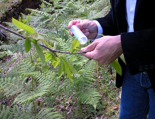 22052013 lotta biologica cinipide 1