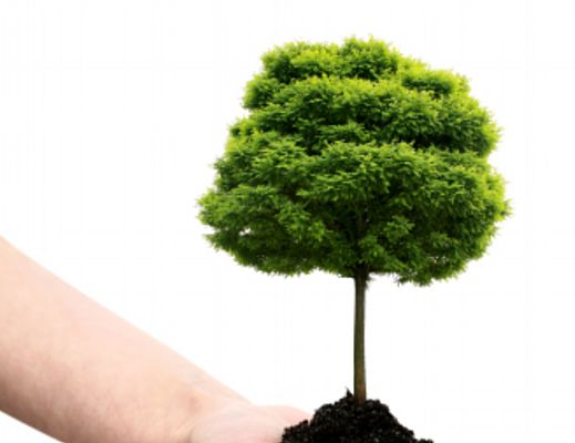 22052015 albero per ogni nato