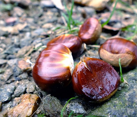 22052017 castagne