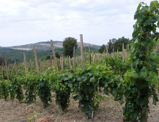 22062015 vini parco del cilento